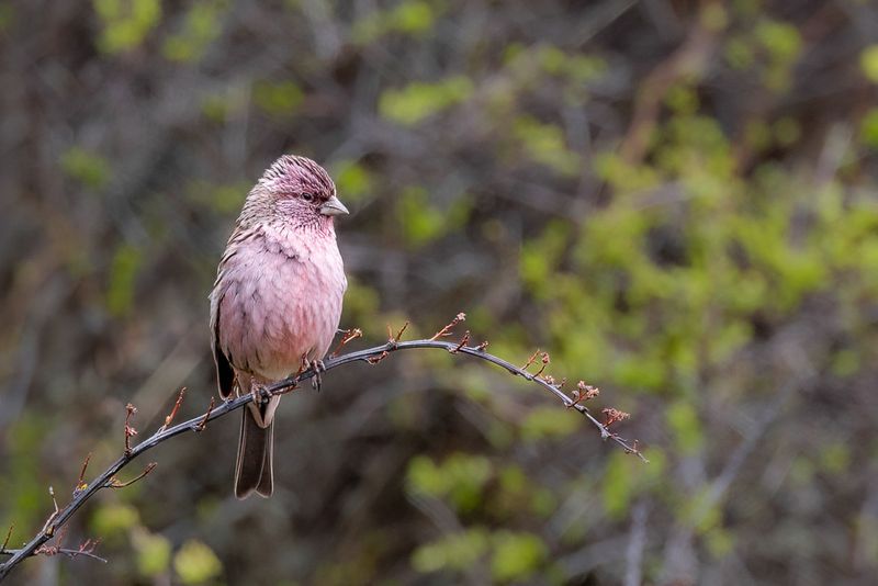 Himalayan Beautiful Rosefinch (m)