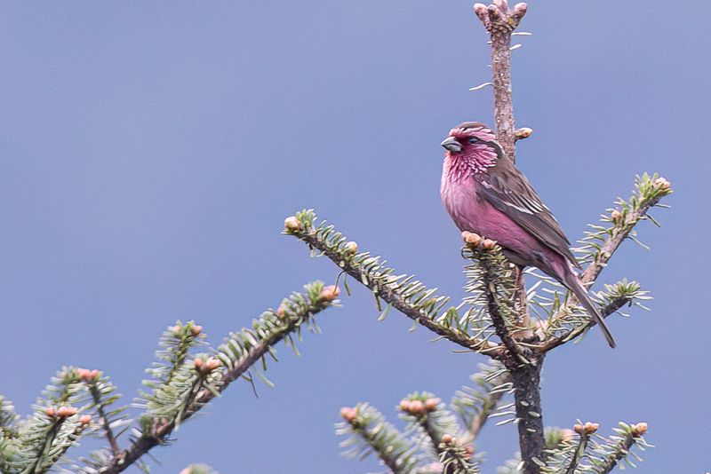 Himalayan White-browed Rosefinch (m)