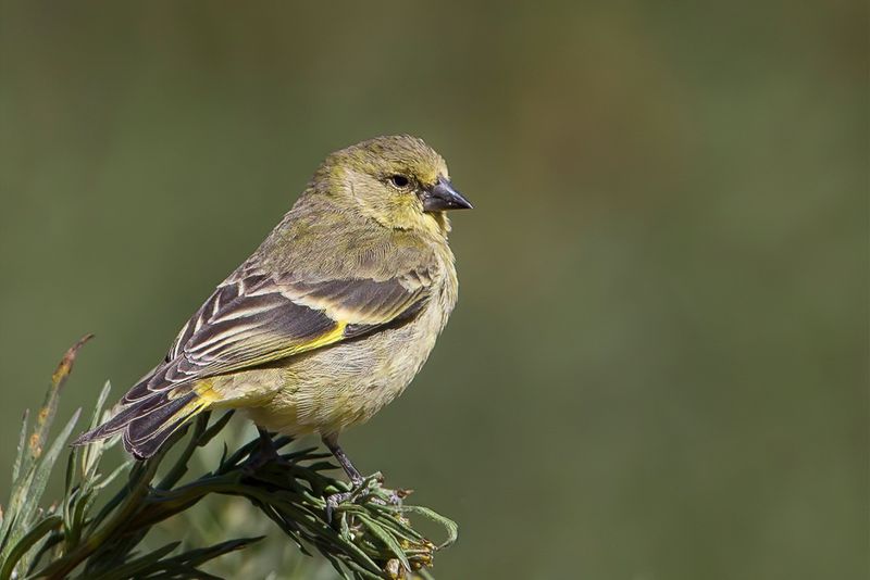 Hooded Siskin (f)