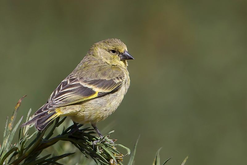 Hooded Siskin (f)