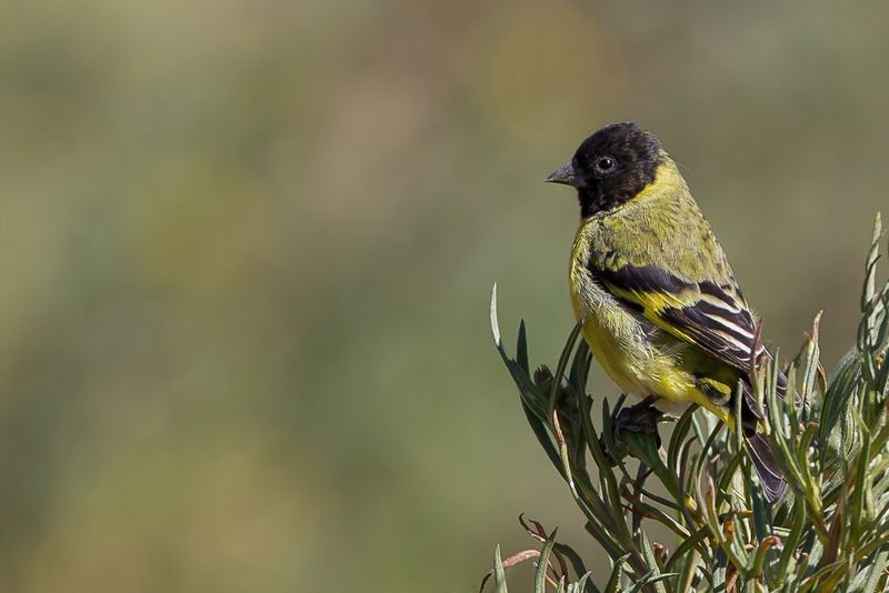 Hooded Siskin (m)