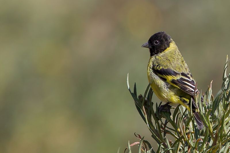 Hooded Siskin (m)