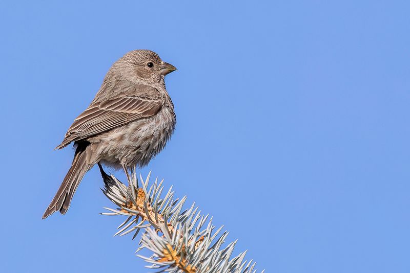House Finch (f)
