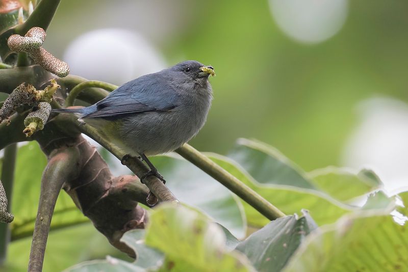 Jamaican Euphonia