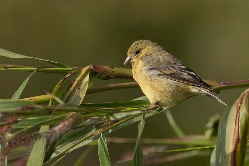 Lesser Goldfinch (f)