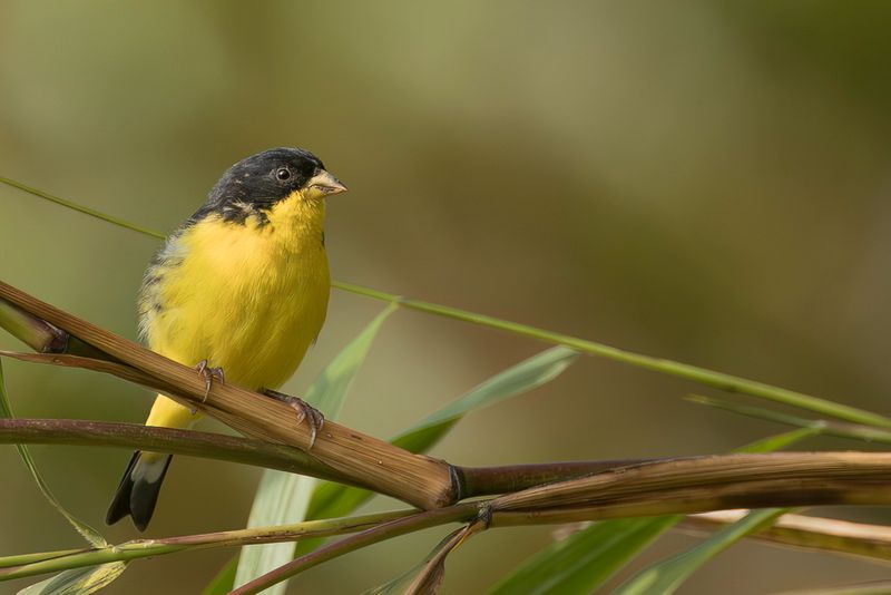 Lesser Goldfinch (m)