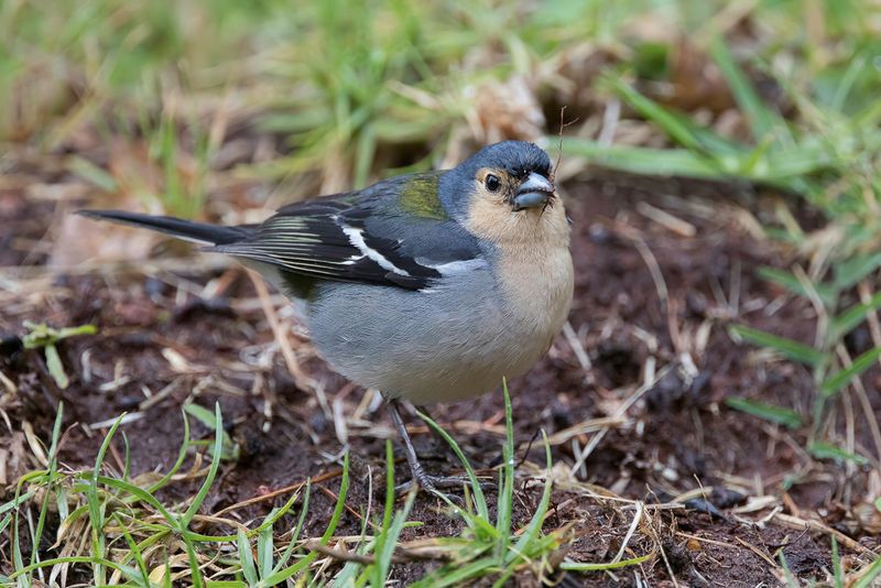 Madeira Chaffinch