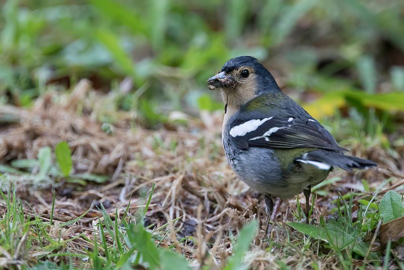 Madeira Chaffinch