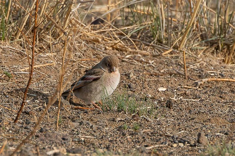 Mongolian Finch