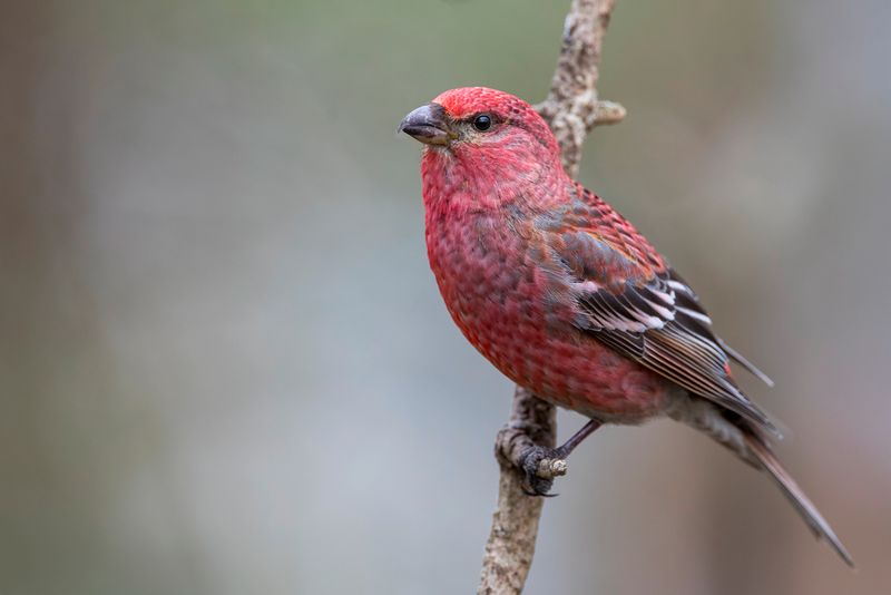 Pine Grosbeak (m)