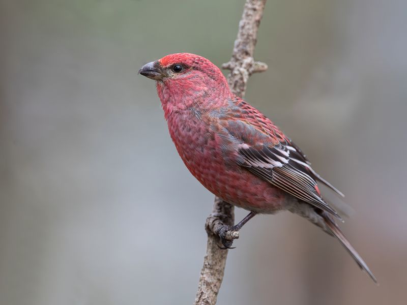 Pine Grosbeak (m)