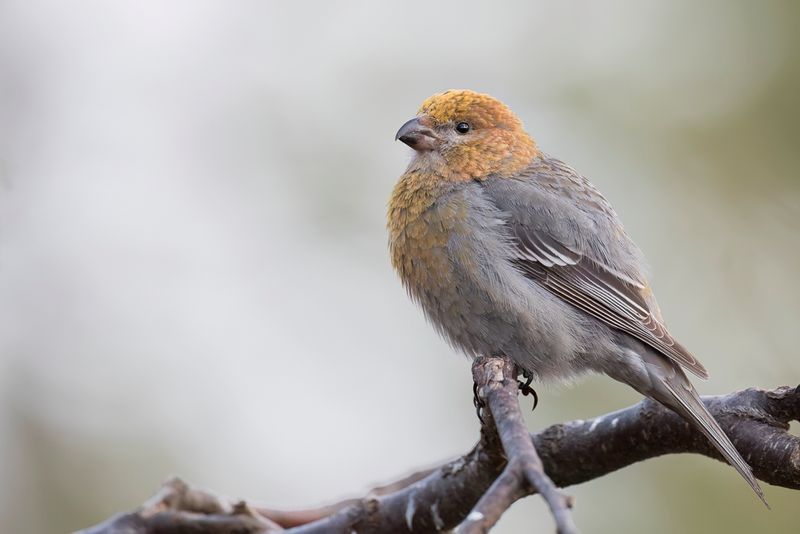 Pine Grosbeak (f)
