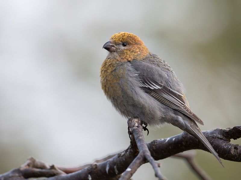 Pine Grosbeak (f)