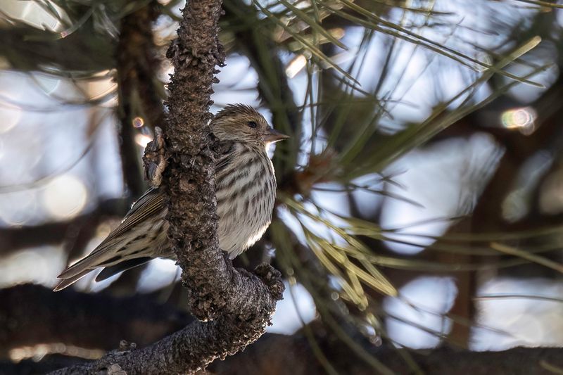 Pine Siskin