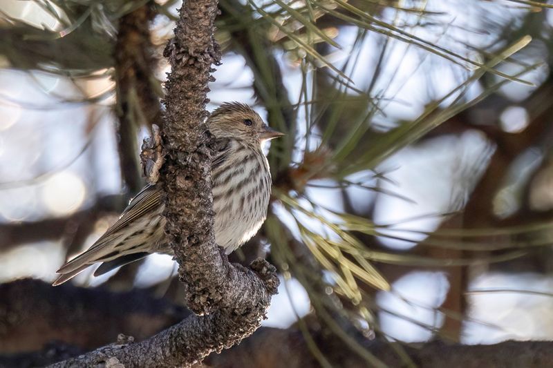 Pine Siskin