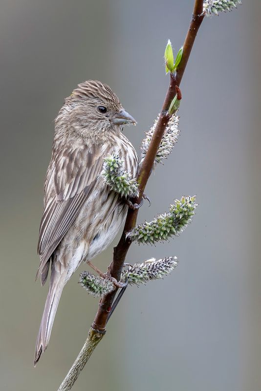 Pink-rumped Rosefinch (f)