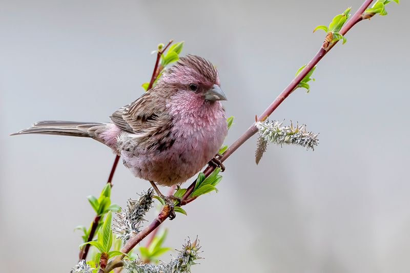 Pink-rumped Rosefinch (m)