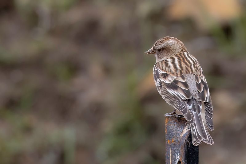 Plain Mountain Finch