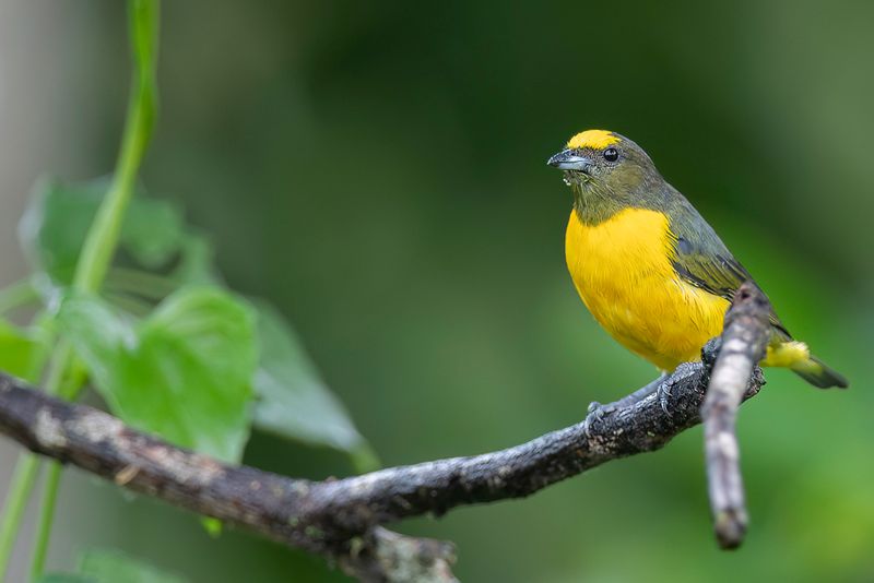 Purple-throated Euphonia (f)