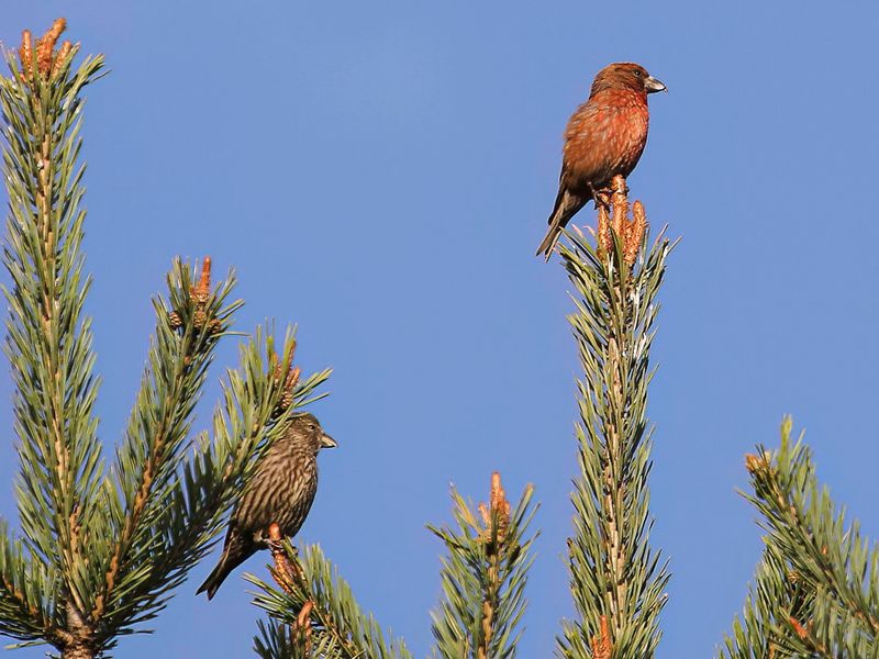 Red Crossbill