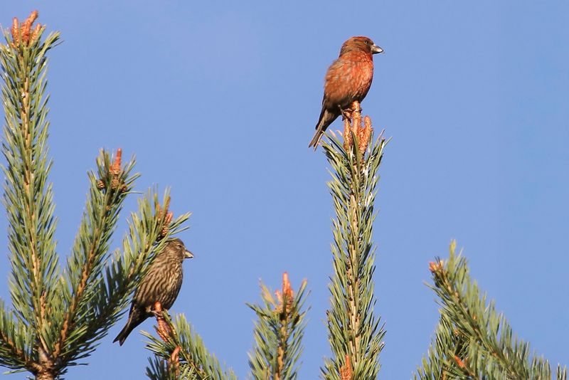 Red Crossbill (m+f)