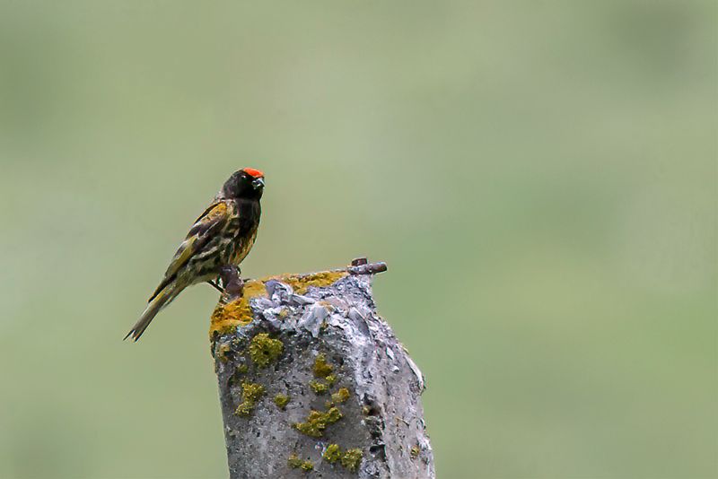 Red-fronted Serin