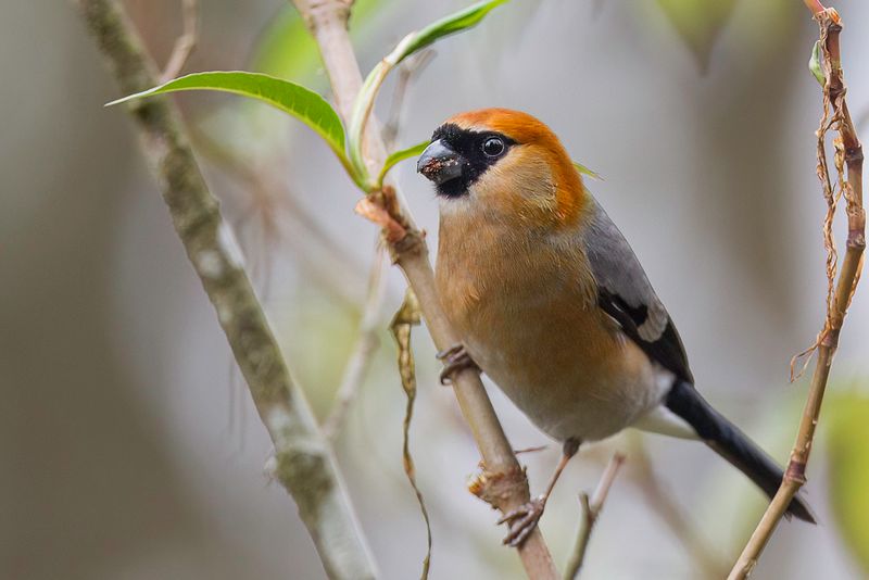 Red-headed Bullfinch