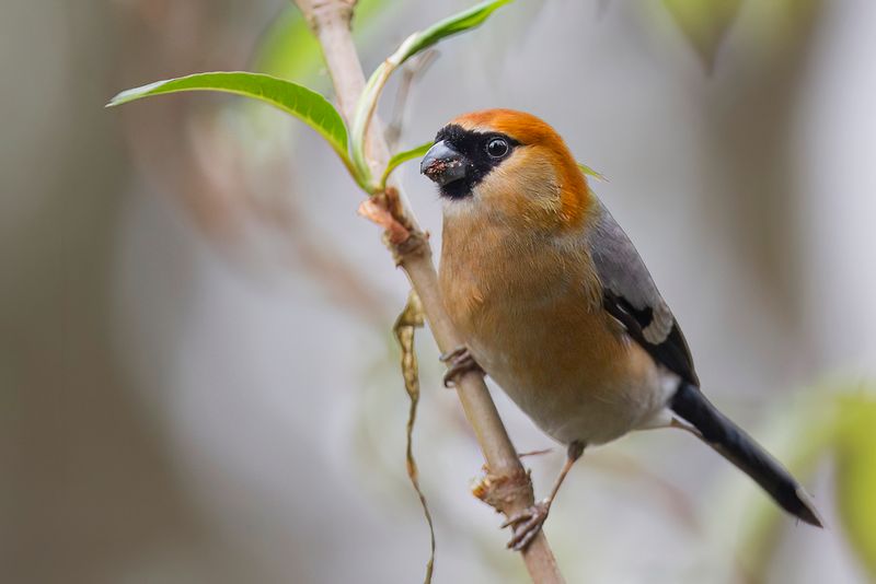 Red-headed Bullfinch