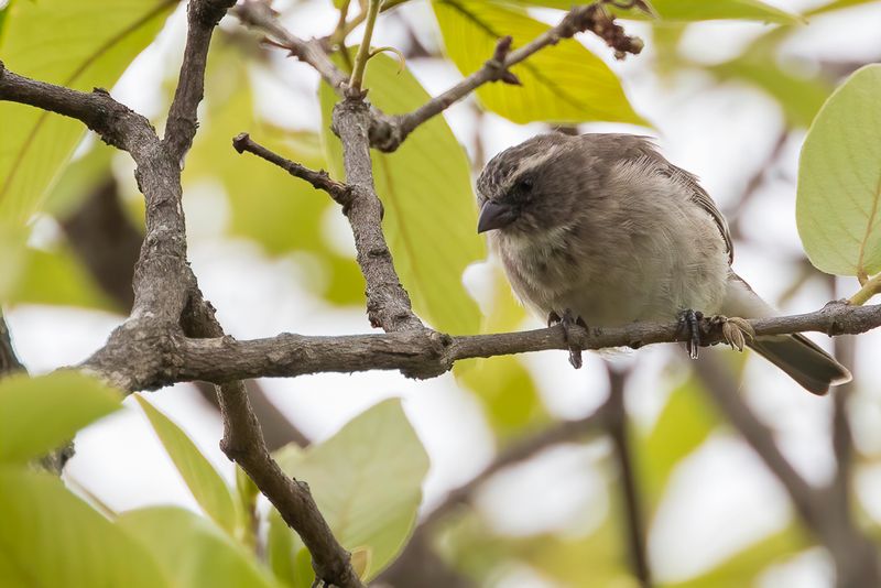 Reichard's Seedeater