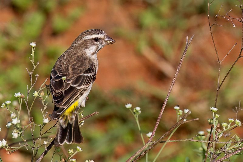 Reichenow's Seedeater