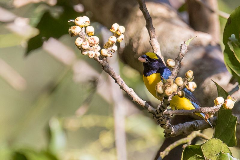 Scrub Euphonia (m)
