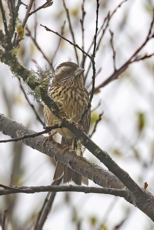 Sharpe's Rosefinch (f)