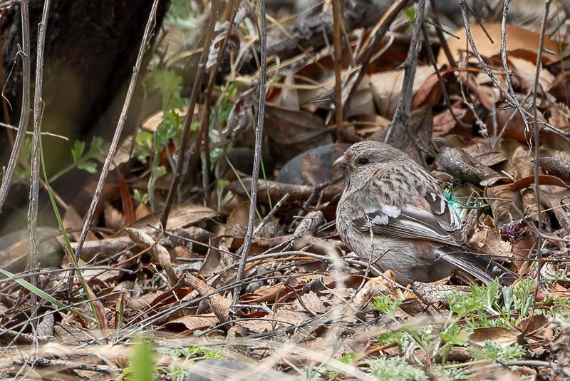 Long-tailed Rosefinch (f)