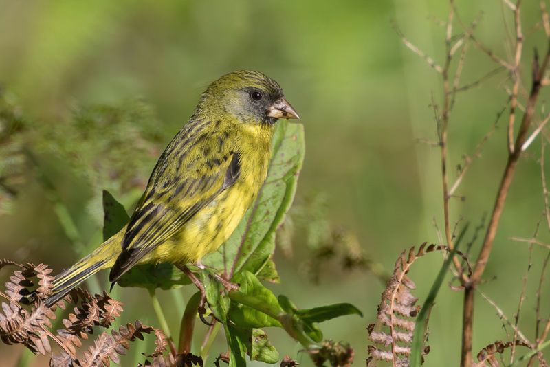 Southern Citril