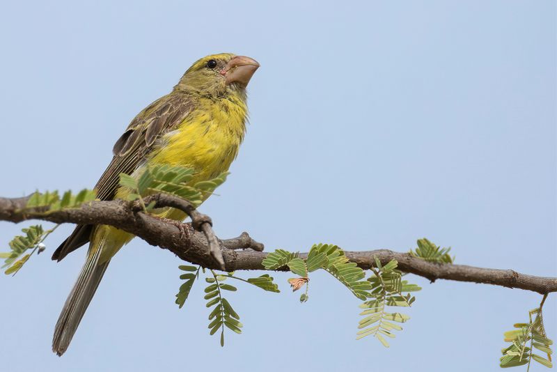 Southern Grosbeak-Canary