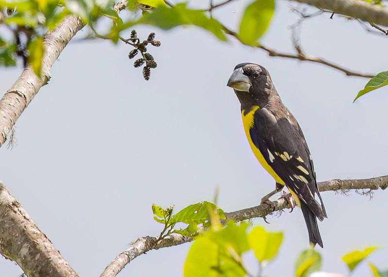 Spot-winged Grosbeak