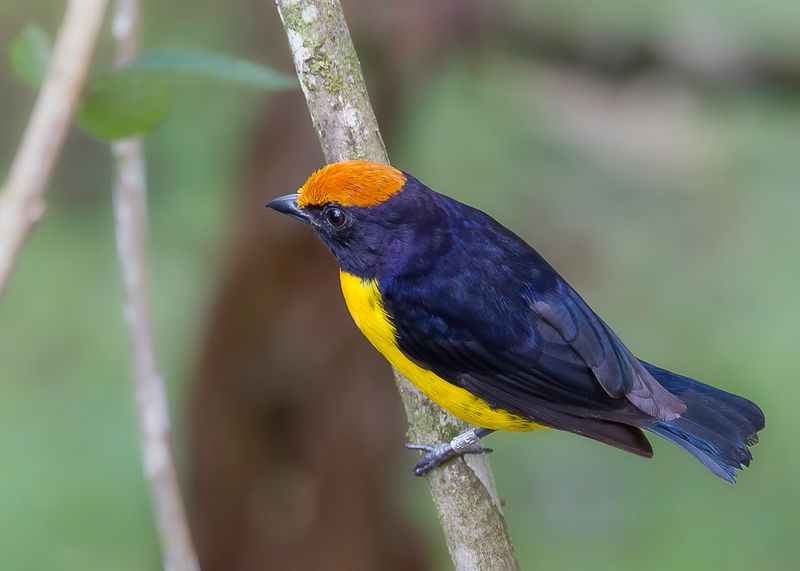 Tawny-capped Euphonia (m)