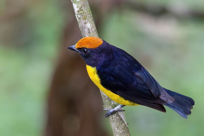Tawny-capped Euphonia (m)