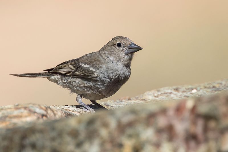 Tenerife Blue Chaffinch (f)