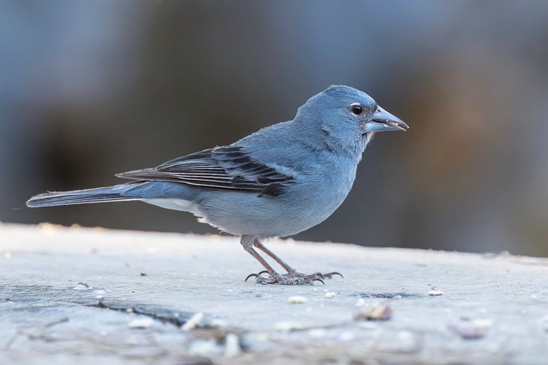 Tenerife Blue Chaffinch (m)