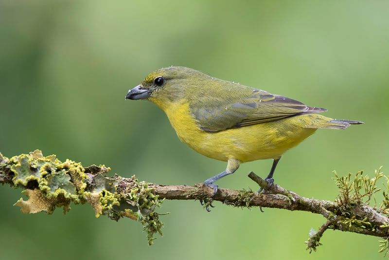 Thick-billed Euphonia (f)