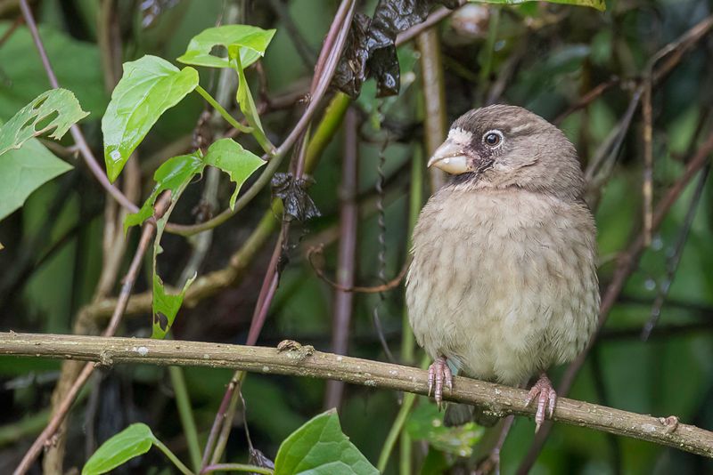 Thick-billed Seedeater