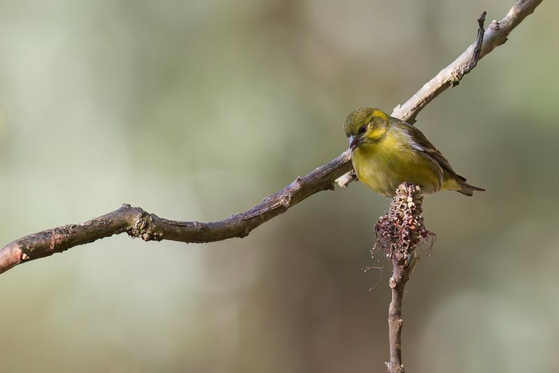 Tibetan Serin