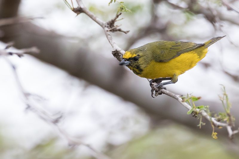 Trinidad Euphonia (imm m)