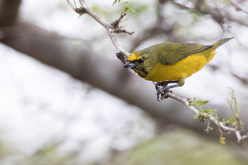 Trinidad Euphonia (imm m)