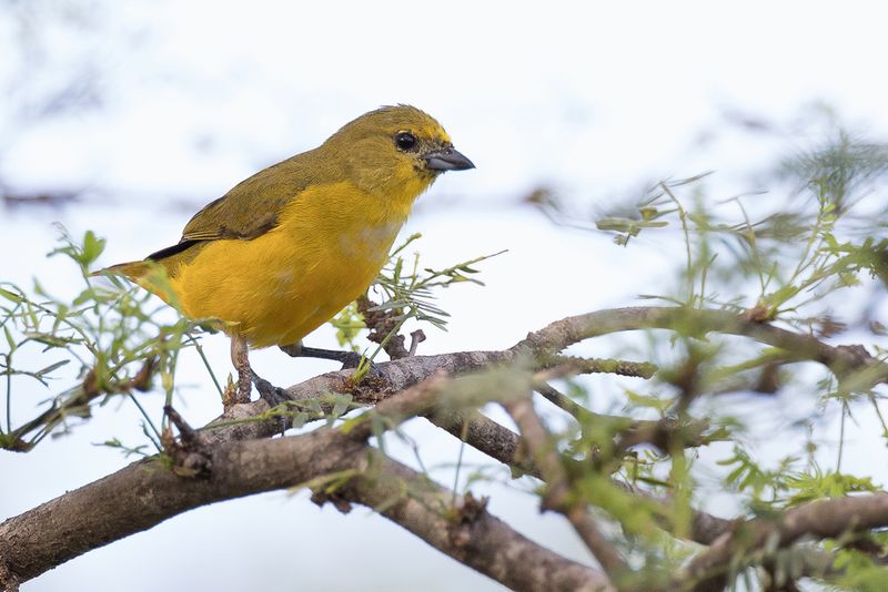 Trinidad Euphonia (f)