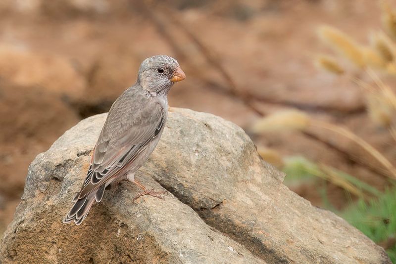 Trumpeter Finch