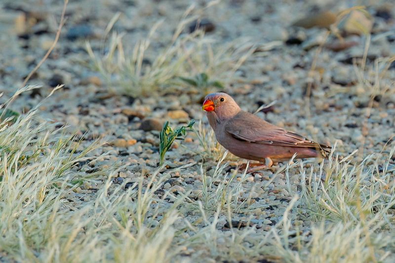 Trumpeter Finch (m)