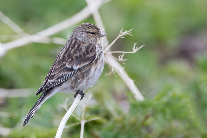 Twite