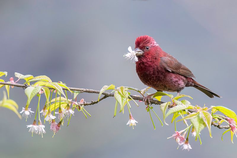 Vinaceous Rosefinch (m)